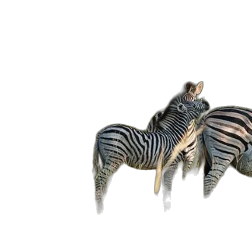 animal, creature, furniture, jewelry transparent PNG cut-out