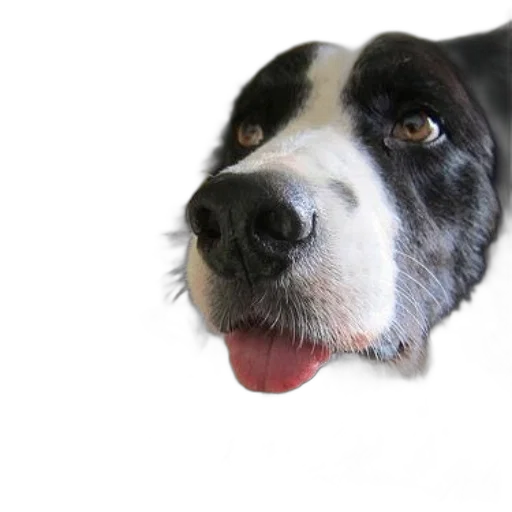 animal, face, staff, creature transparent PNG cut-out