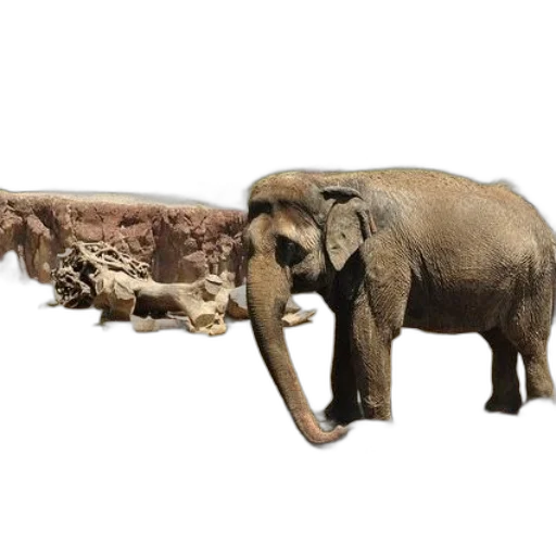 animal, furniture, weapon, creature transparent PNG cut-out