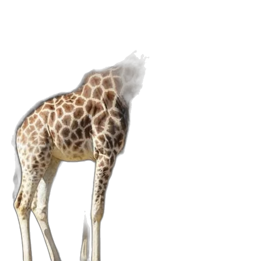 animal, creature, staff, umbrella transparent PNG cut-out