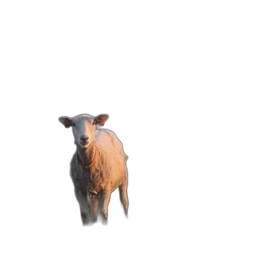 animal, creature, face, hair transparent PNG cut-out