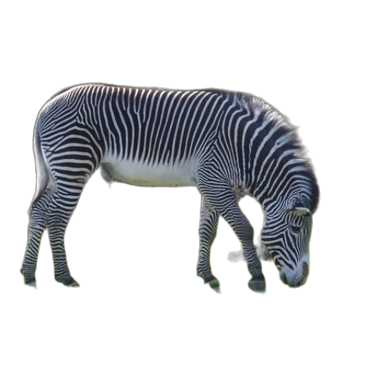 animal, creature, dragon, robot transparent PNG cut-out