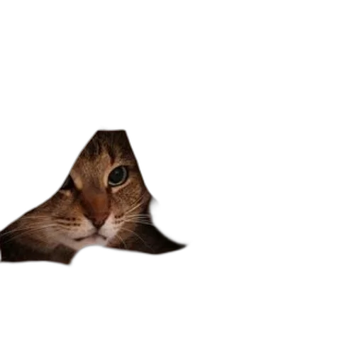 animal, hat, hair, creature transparent PNG cut-out