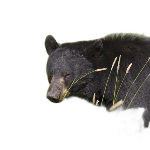 animal, creature, black, bear transparent PNG cut-out