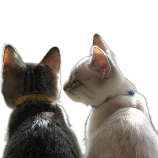photorealistic, two, cats, sit transparent PNG cut-out