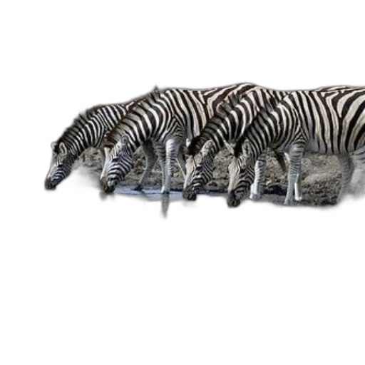 animal, shoes, creature, furniture transparent PNG cut-out