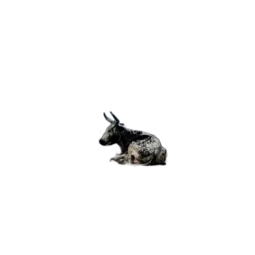 animal, dragon, creature, hair transparent PNG cut-out