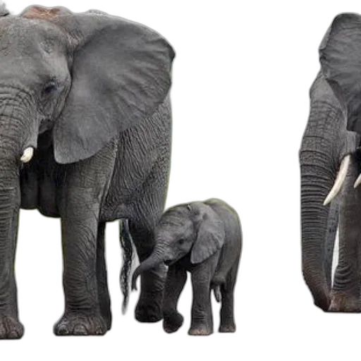 animal, 3d render, photorealistic, concept art transparent PNG cut-out