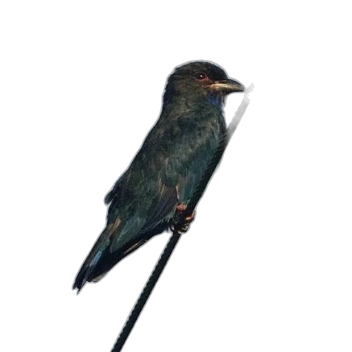staff, animal, umbrella, sword transparent PNG cut-out