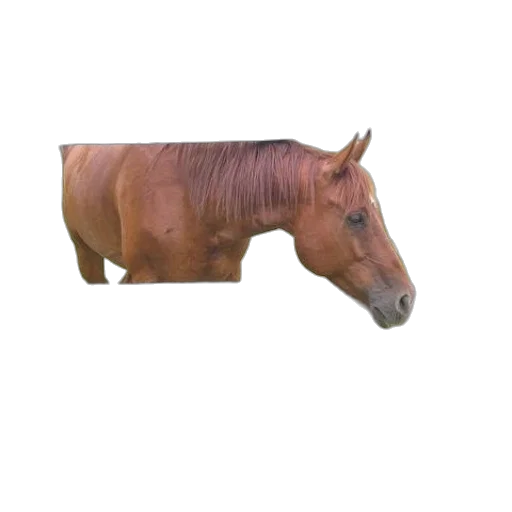 animal, creature, furniture, weapon transparent PNG cut-out
