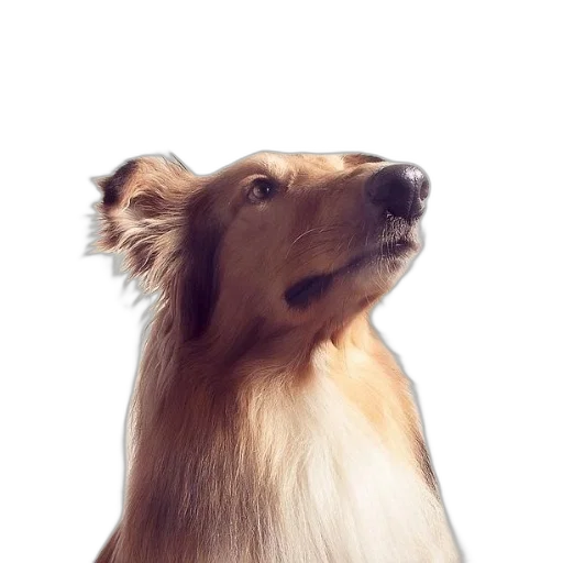 animal, hair, staff, creature transparent PNG cut-out