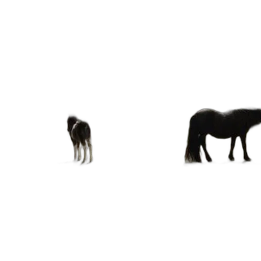 animal, hair, furniture, creature transparent PNG cut-out