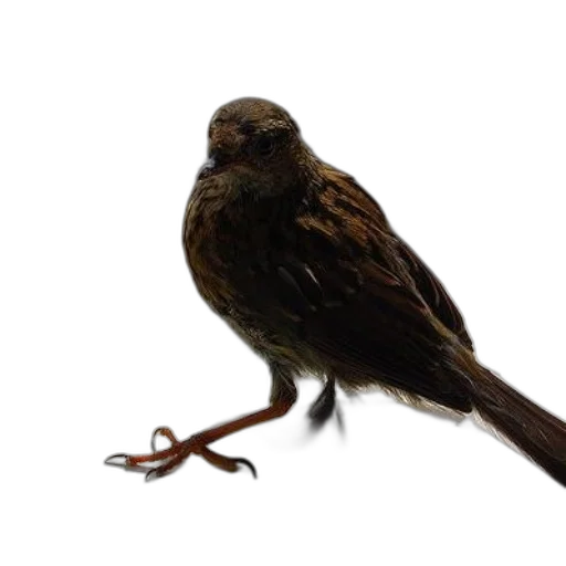 staff, animal, creature, weapon transparent PNG cut-out