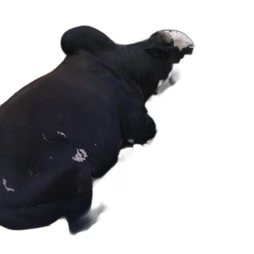 animal, creature, food, robot transparent PNG cut-out