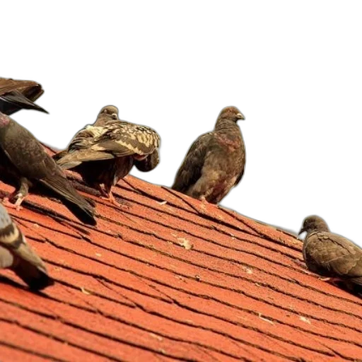 pigeons, perched, red, tiled transparent PNG cut-out