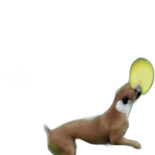 creature, animal, hat, staff transparent PNG cut-out