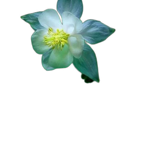 flower, crown, staff, jewelry transparent PNG cut-out