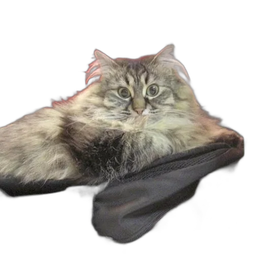 shoes, animal, creature, hat transparent PNG cut-out