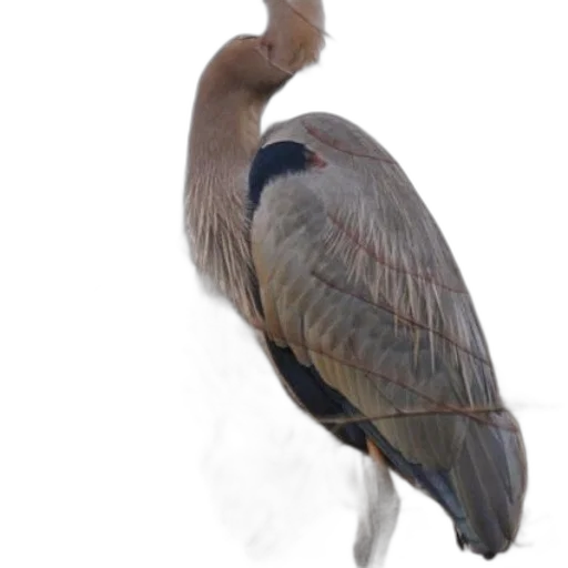 animal, creature, staff, photorealistic transparent PNG cut-out