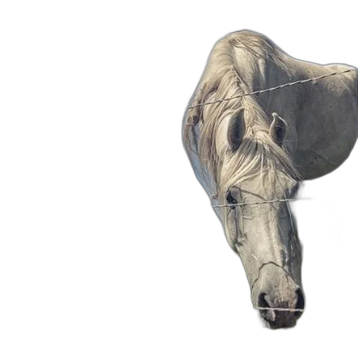 animal, creature, mask, weapon transparent PNG cut-out