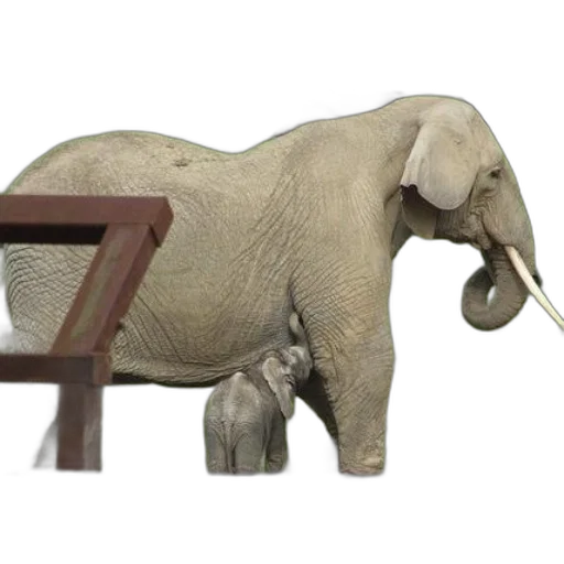 furniture, animal, staff, creature transparent PNG cut-out