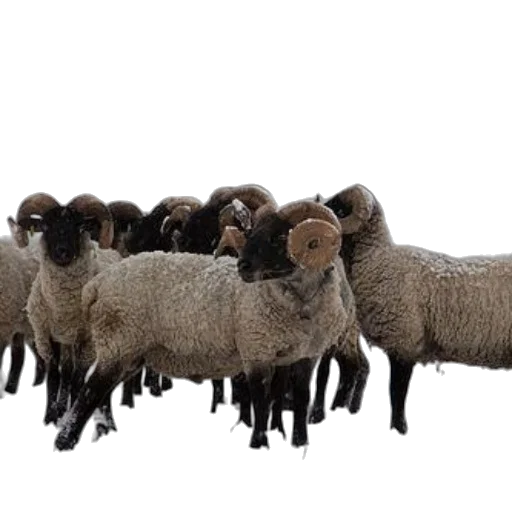 animal, staff, group, sheep transparent PNG cut-out