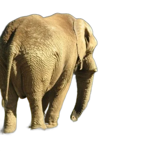 animal, creature, weapon, face transparent PNG cut-out