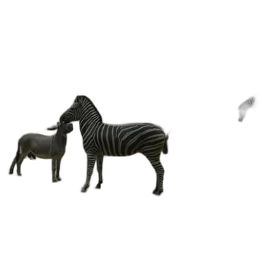 animal, furniture, creature, jewelry transparent PNG cut-out