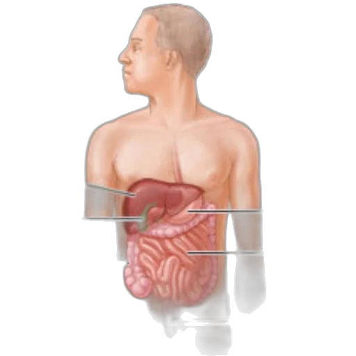 anatomical, illustration, human, digestive transparent PNG cut-out