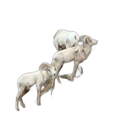 animal, jewelry, creature, weapon transparent PNG cut-out
