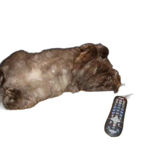 animal, creature, hair, staff transparent PNG cut-out