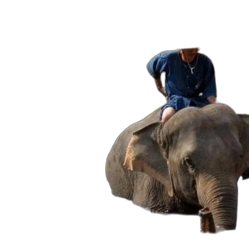 animal, creature, hat, car transparent PNG cut-out