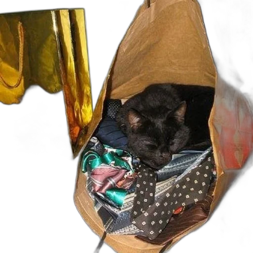 animal, jacket, black, cat transparent PNG cut-out