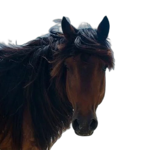 animal, hair, creature, crown transparent PNG cut-out