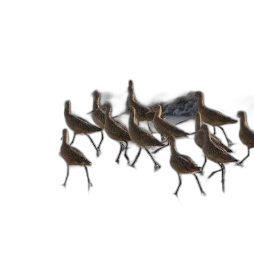 animal, shoes, staff, crown transparent PNG cut-out