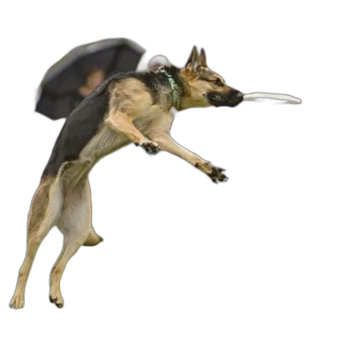 dragon, animal, staff, creature transparent PNG cut-out