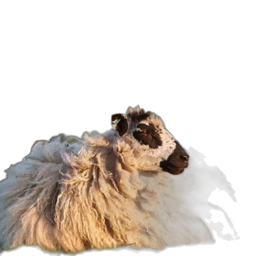 animal, hair, creature, face transparent PNG cut-out