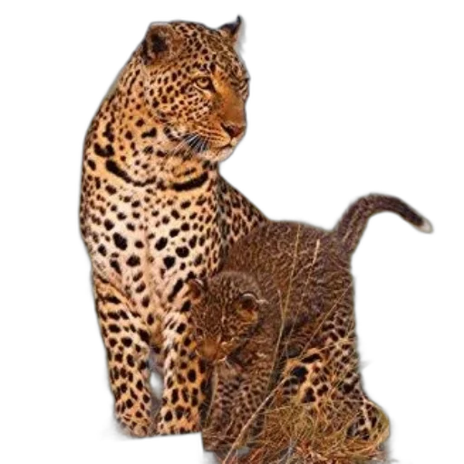 animal, jewelry, staff, crown transparent PNG cut-out