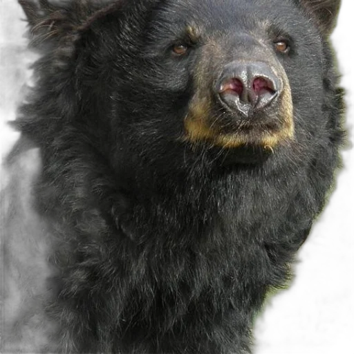 animal, face, creature, staff transparent PNG cut-out