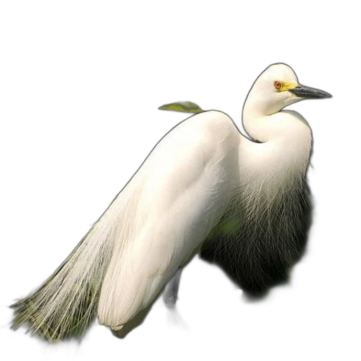 animal, staff, creature, hair transparent PNG cut-out