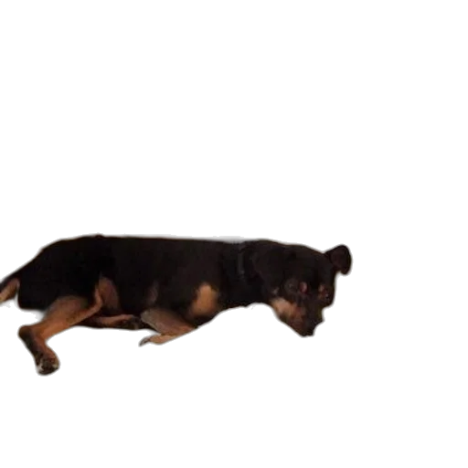 animal, creature, staff, dragon transparent PNG cut-out
