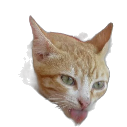 animal, face, creature, dragon transparent PNG cut-out