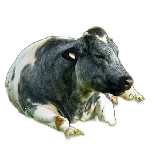 animal, food, jewelry, creature transparent PNG cut-out