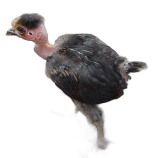 animal, creature, photorealistic, 3d render transparent PNG cut-out