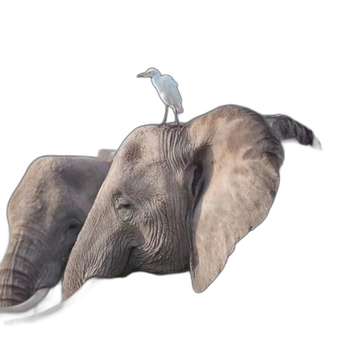 animal, hat, creature, crown transparent PNG cut-out