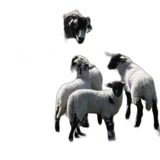 animal, jewelry, creature, weapon transparent PNG cut-out