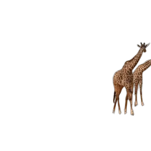 animal, creature, furniture, crown transparent PNG cut-out