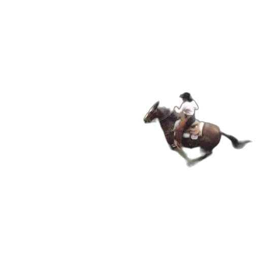 animal, creature, hat, car transparent PNG cut-out