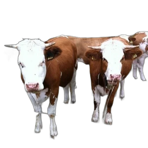 animal, food, photorealistic, 3d render transparent PNG cut-out