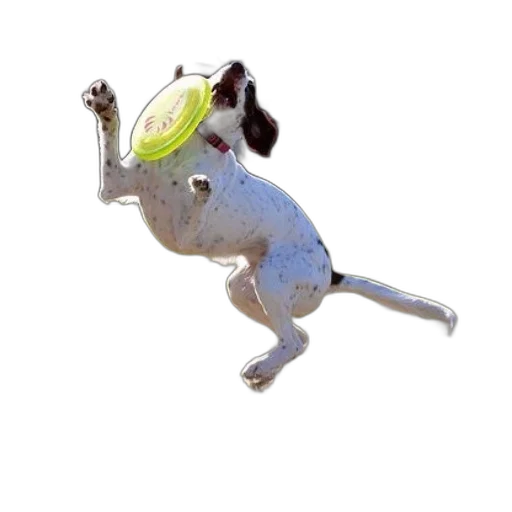 animal, creature, hat, food transparent PNG cut-out